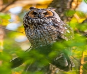 LongEarOwl002